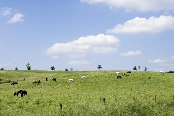 Framed Print : Horses on a green meadow under a blue sky