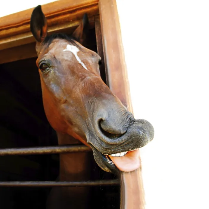 Framed Print : The horse's head looking out a stable The horse's head looking out a stable