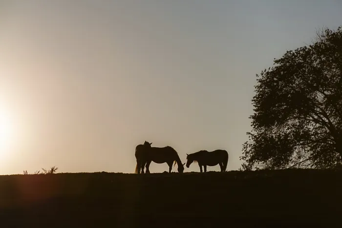 Framed Print : Horses on a hill at sunset, Riegersburg