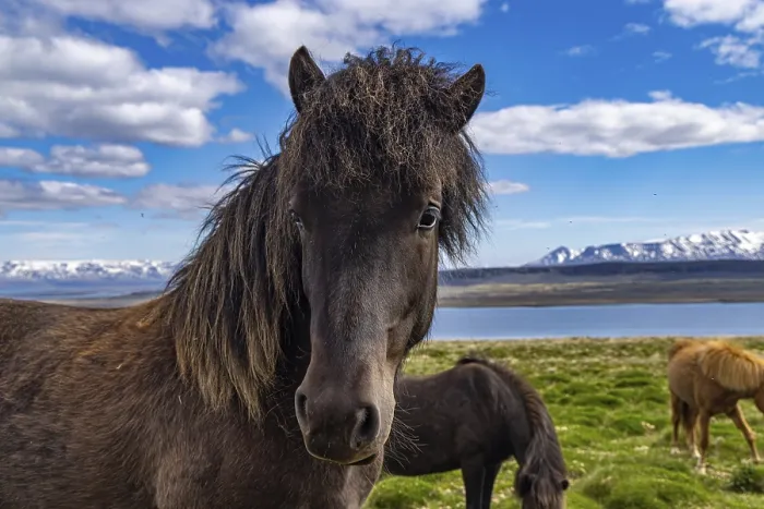 Framed Print : Horses at Hvitserkur, Iceland, Europe