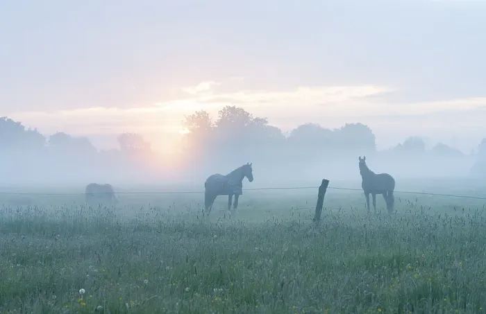 Framed Print : Horses in a meadow, a horse with a horse blanket