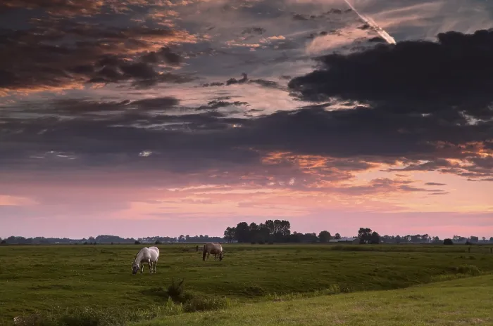 Framed Print : Two horses on morning pasture at sunrise