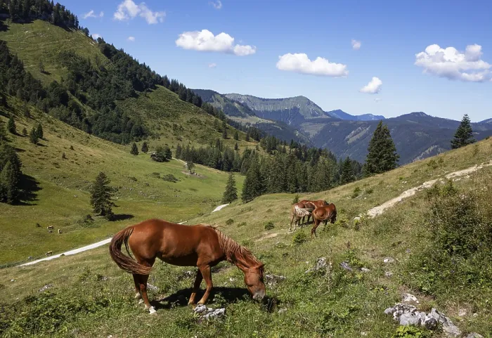 Framed Print : Horses in the pasture, Niedergadenalm Framed Print : Horses in the pasture, Niedergadenalm