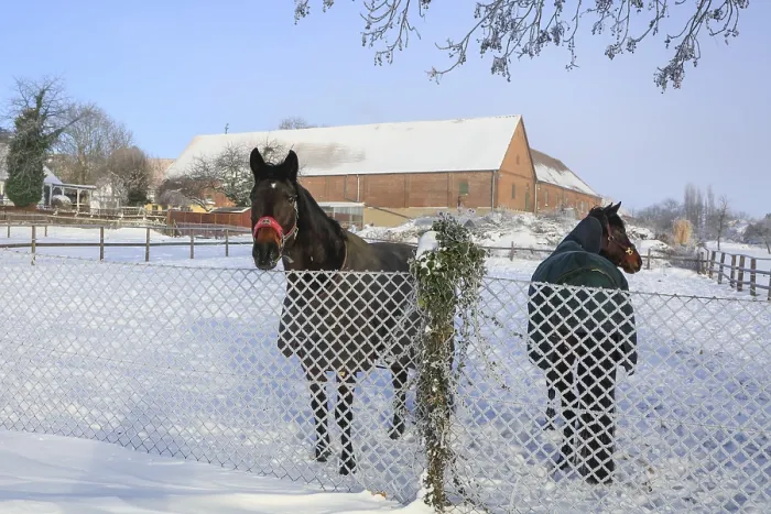 Framed Print : Horses in the pasture in front of an old three-sided farm Framed Print : Horses in the pasture in front of an old three-sided farm