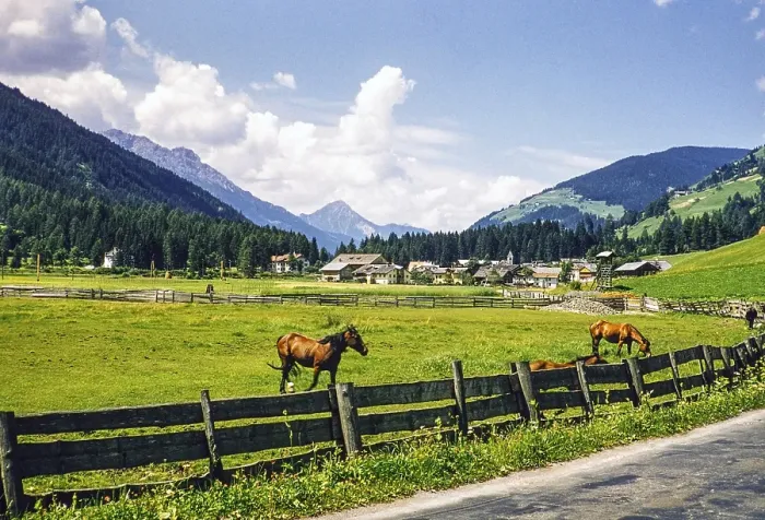 Framed Print : Horses in the pasture, village in the valley, Leinz district, East Tyrol, Austria, Europe 1950s, Europe Framed Print : Horses in the pasture, village in the valley, Leinz district, East Tyrol, Austria, Europe 1950s, Europe