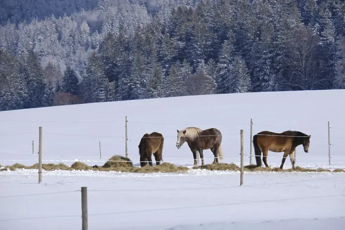 Framed Print : Horses, Schauinsland, Black Forest, Germany