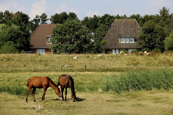 Framed Print : Horses and sheep in front of houses on Amrum Framed Print : Horses and sheep in front of houses on Amrum