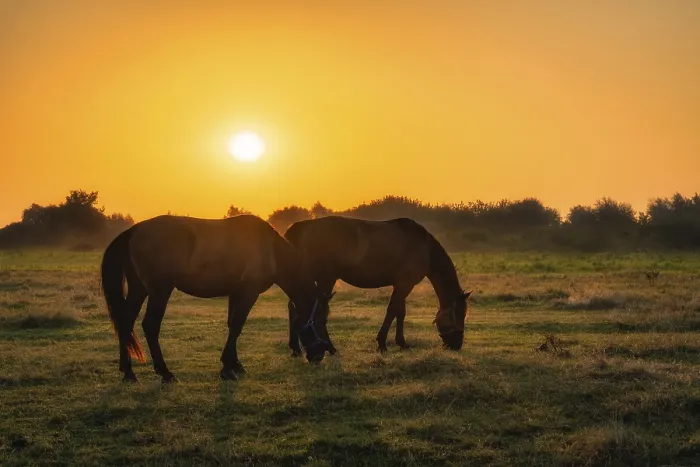 Framed Print : Two horses standing and grazing on a field at early morning