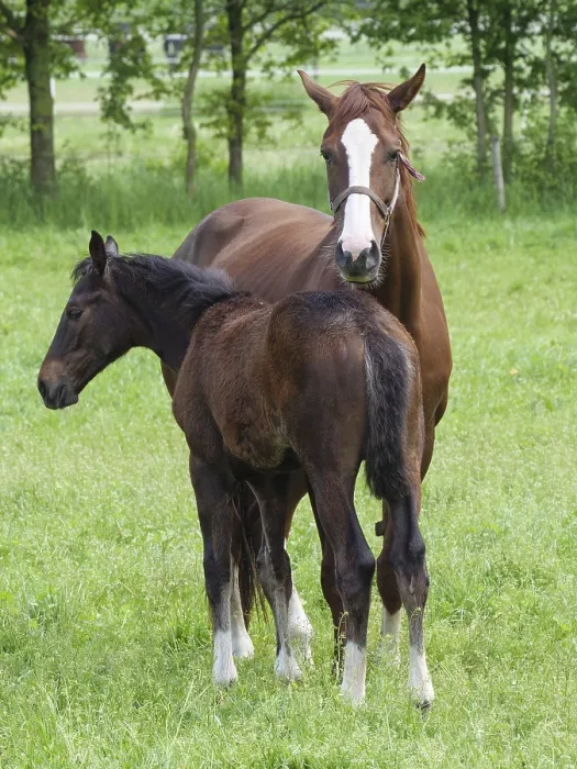 Framed Print : Two horses, one standing protectively behind the foal in the pasture