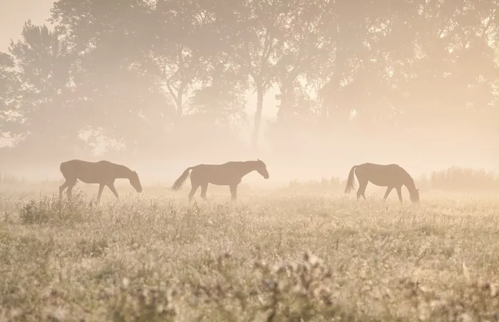 Framed Print : Horses in sunshine and fog on pasture