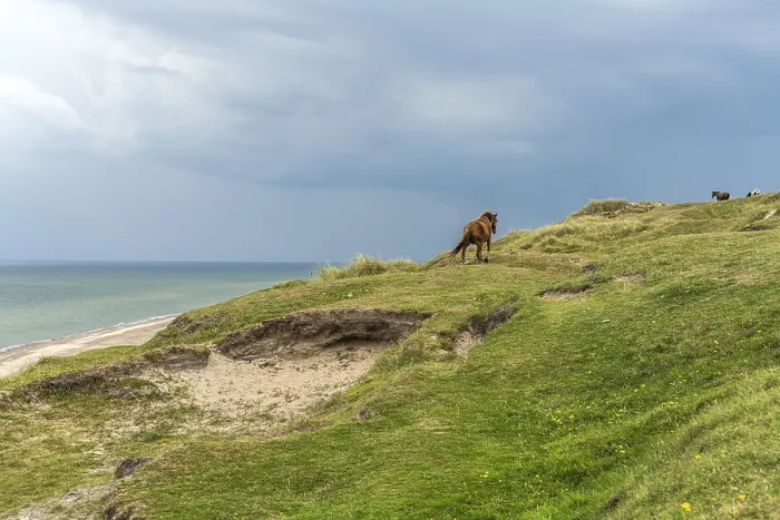 Framed Print : Horses in the Svinklovene dunes at Jammer Bay