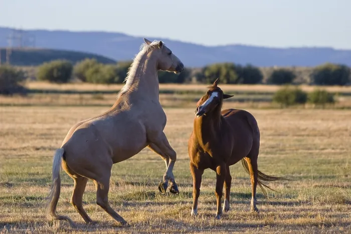 Framed Print : Horses in wildwest fighting, Oregon, USA