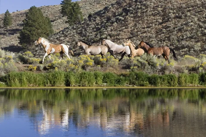 Framed Print : Horses in wildwest gallopping, Oregon, USA