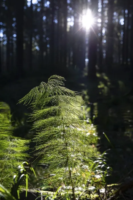 Framed Print : Horsetail (Equisetum) in coniferous forest in sunlight