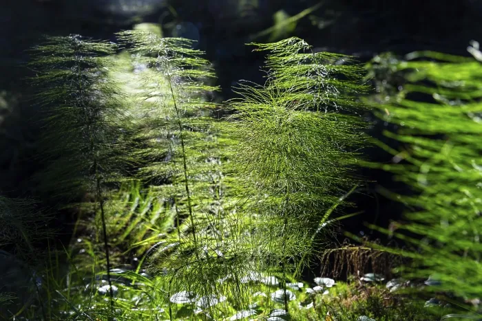 Framed Print : Horsetail (Equisetum) in coniferous forest in sunlight