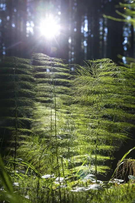 Framed Print : Horsetail (Equisetum) in coniferous forest in sunlight Framed Print : Horsetail (Equisetum) in coniferous forest in sunlight