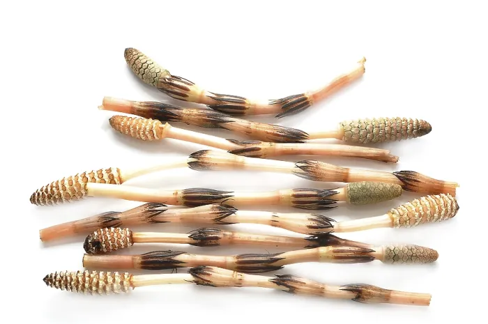 Framed Print : Horsetails (Equisetum arvense)