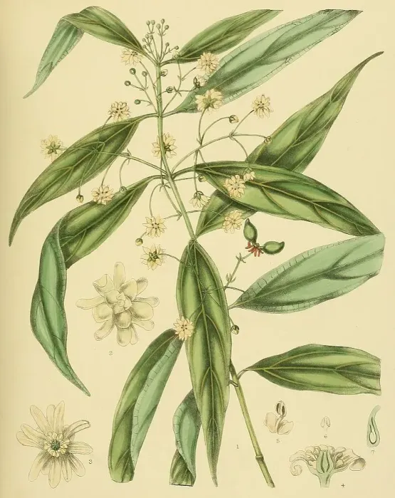 Framed Print : Hortonia augustifolia, native to Southeast Asia