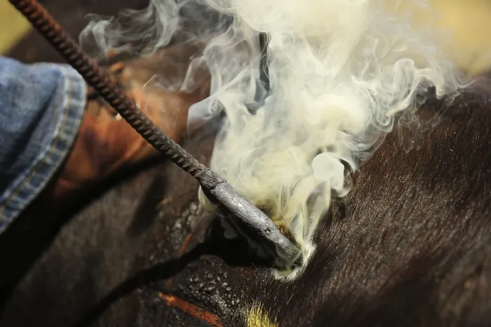 Framed Print : Hot branding iron burns into the skin of a calf to brand it Framed Print : Hot branding iron burns into the skin of a calf to brand it