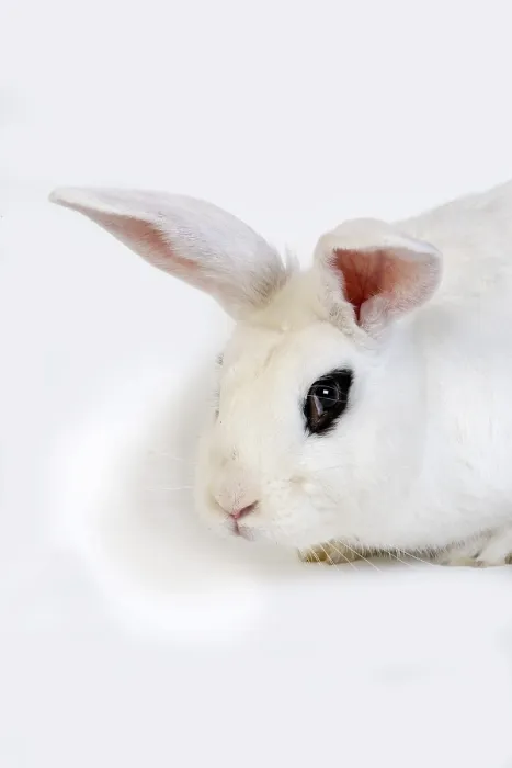 Framed Print : HOTOT RABBITS, A BREED FROM NORMANDY