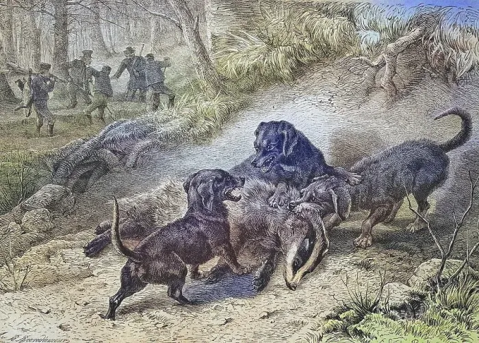 Framed Print : Hounds hunting badgers, historical engraving