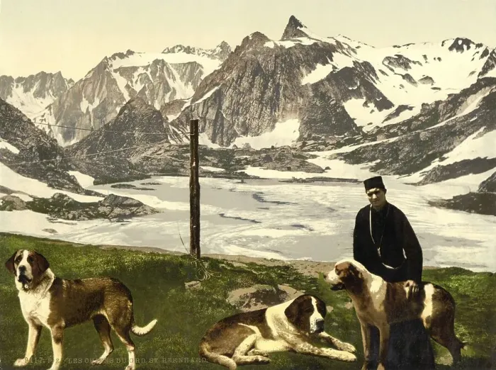 Framed Print : The Hounds of St. Bernard, St. Bernard