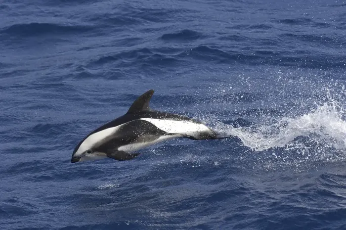 Framed Print : Hourglass Dolphin (Lagenorhynchus cruciger)