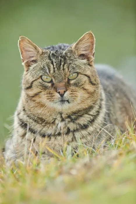 Framed Print : House cat (Felis catus) in a meadow Framed Print : House cat (Felis catus) in a meadow