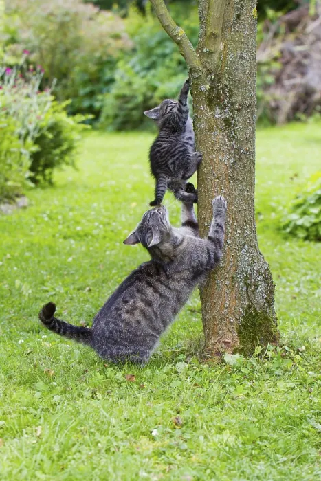 Framed Print : House cat with kitten, on tree trunk Framed Print : House cat with kitten, on tree trunk