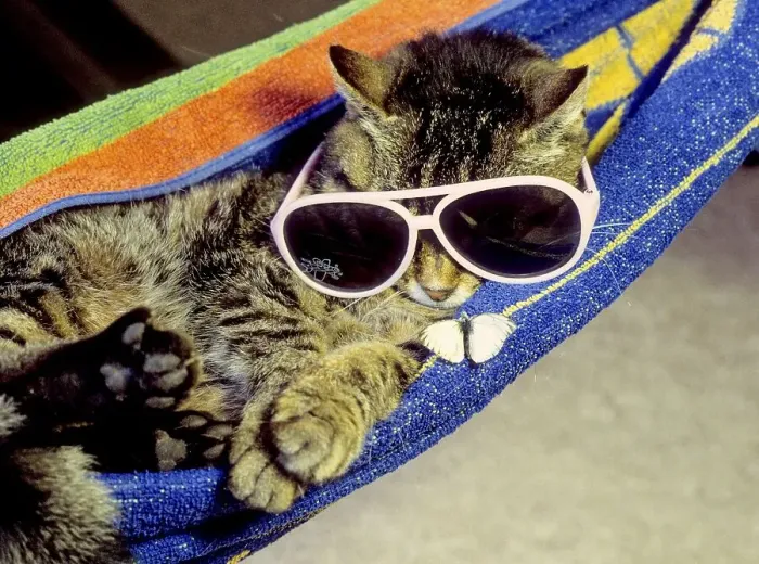 Framed Print : House cat with sunglasses in hammock Framed Print : House cat with sunglasses in hammock