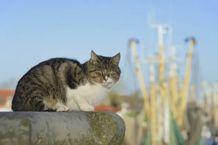 Framed Print : House cat on a wall, shrimp cutter of Greetsiel in the background