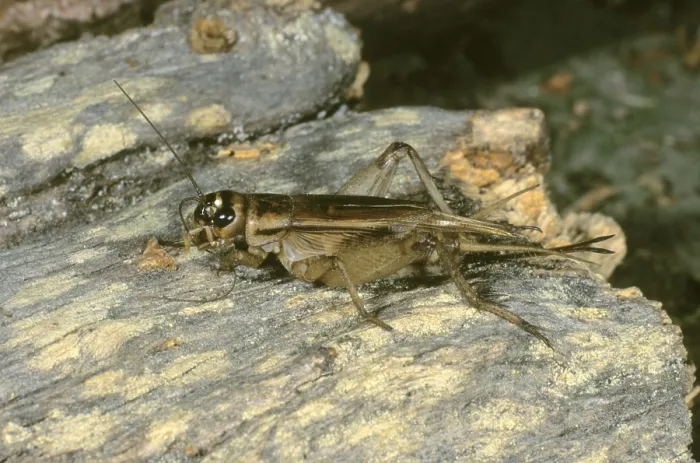 Framed Print : House Cricket (Acheta domesticus)