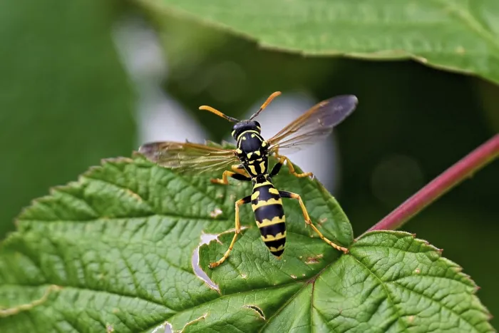 Framed Print : House field wasp (Polistes dominula)
