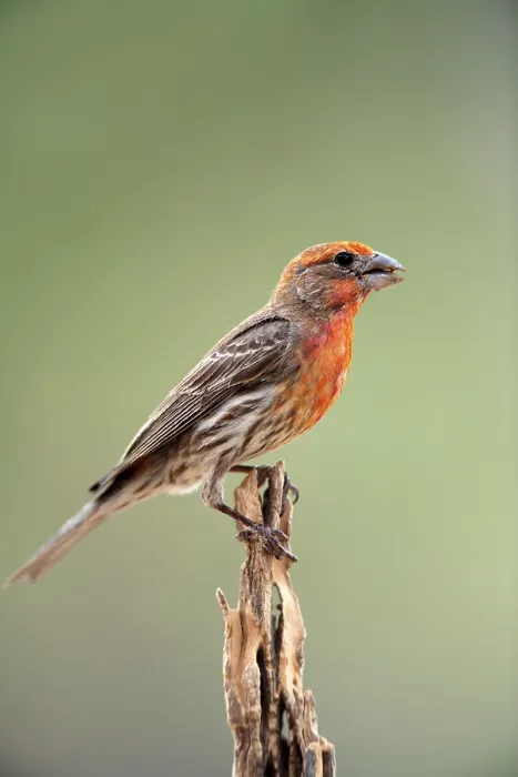 Framed Print : House finch (Carpodacus mexicanus)