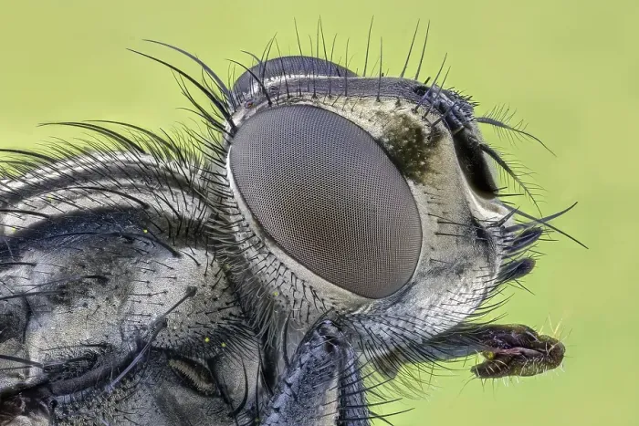 Framed Print : House fly (Musca domestica), macro photo
