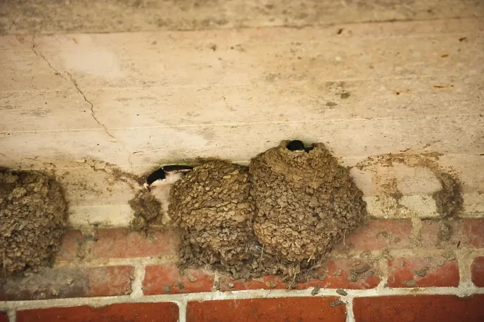 Framed Print : House Martin Framed Print : House Martin