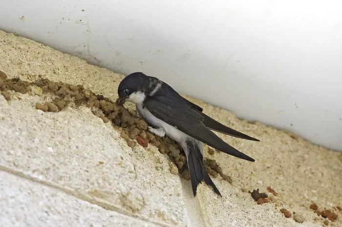 Framed Print : House Martin (Delichon urbica)