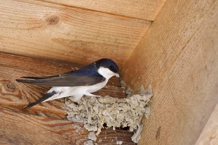 Framed Print : House martin (Delichon urbicum) building a nest Framed Print : House martin (Delichon urbicum) building a nest