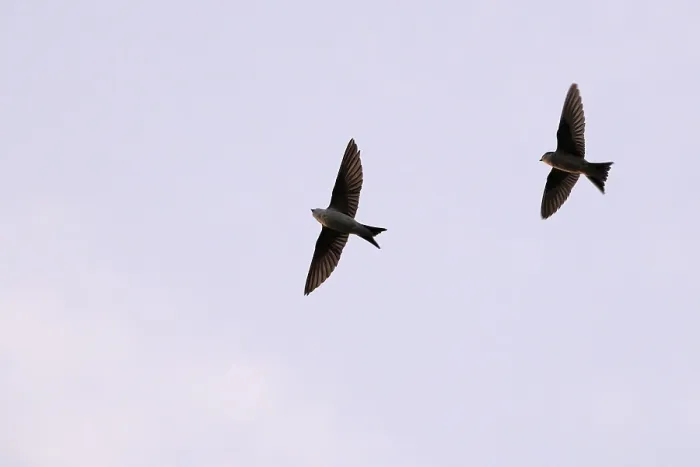 Framed Print : House martins (Delichon urbicum) Framed Print : House martins (Delichon urbicum)