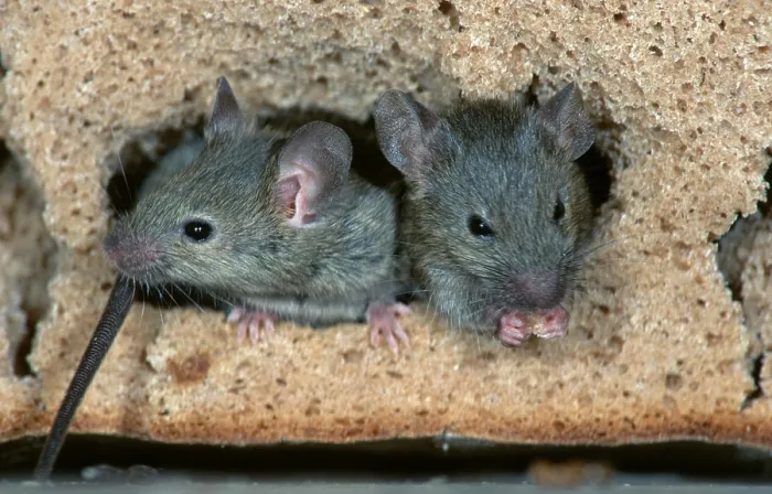 Framed Print : House Mice (Mus musculus) eating bread