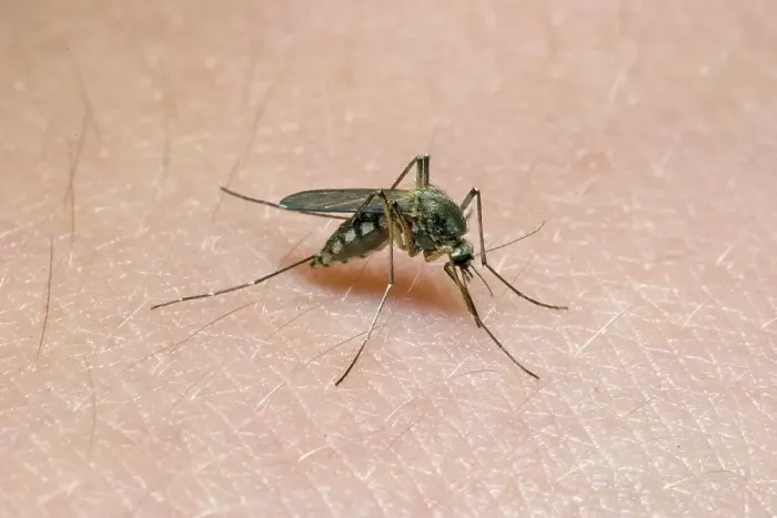Framed Print : House mosquito on human skin (Culex pipiens) Framed Print : House mosquito on human skin (Culex pipiens)
