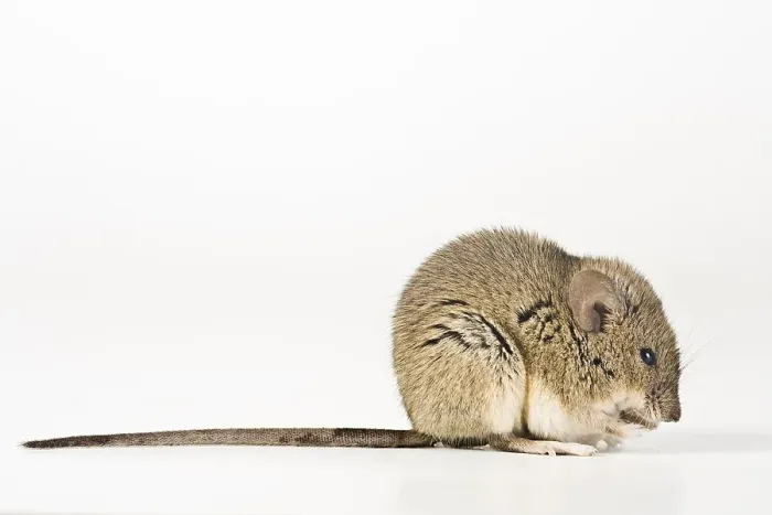 Framed Print : House Mouse (Mus musculus)