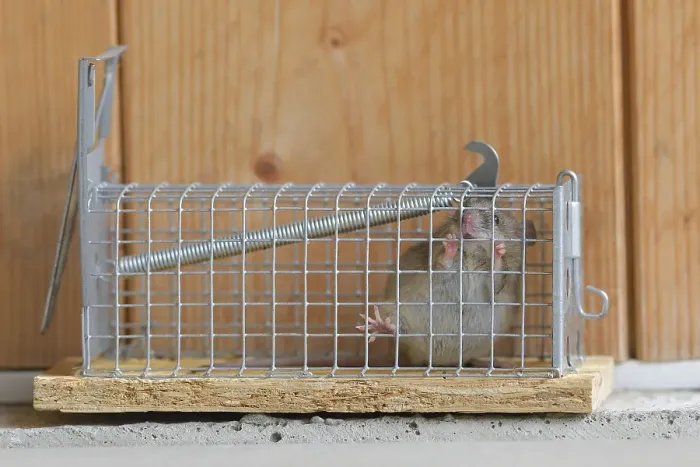 Framed Print : House mouse (Mus musculus), adult
