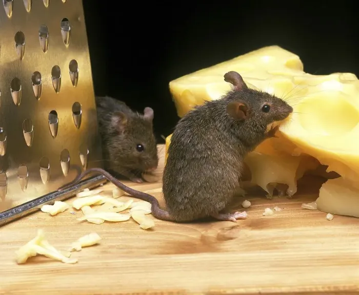 Framed Print : House mouse (mus musculus), adult eats Emmental cheese Framed Print : House mouse (mus musculus), adult eats Emmental cheese