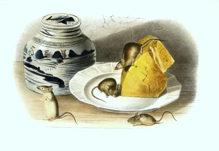 Framed Print : House mouse (Mus musculus), is a small species of long-tailed mouse belonging to the Old World mice