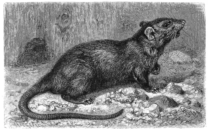 Framed Print : House rat (Rattus) rattus, also known as roof rat or ship rat Framed Print : House rat (Rattus) rattus, also known as roof rat or ship rat