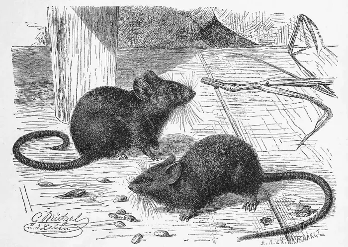 Framed Print : House (Rodentia) mouse (Mus musculus)
