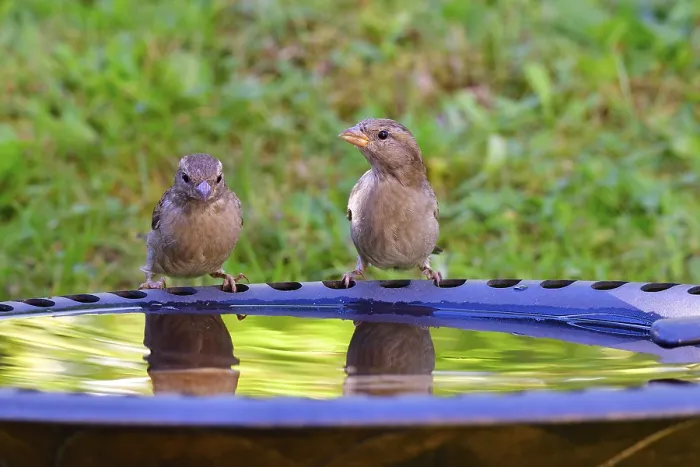 Framed Print : House sparrow at birdbath. House sparrow at bird bath