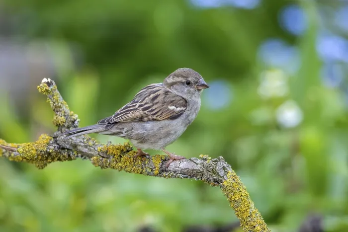 Framed Print : House sparrow - female on a branch (Passer domesticus)