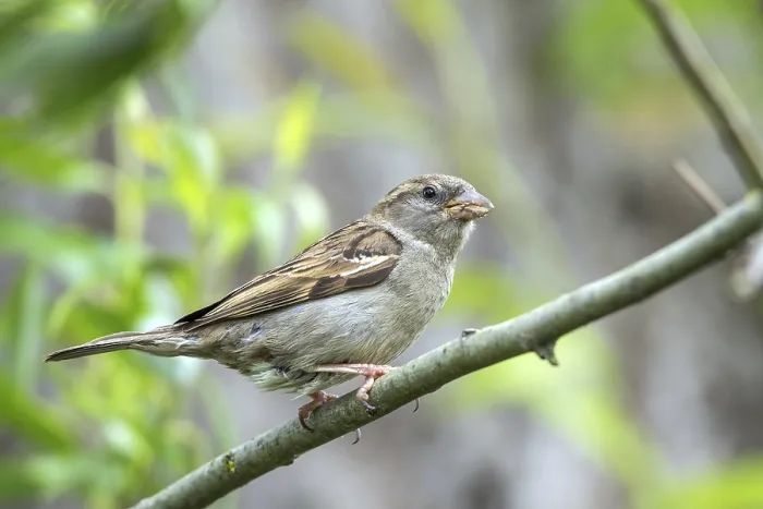 Framed Print : House sparrow - female with food (Passer domesticus)
